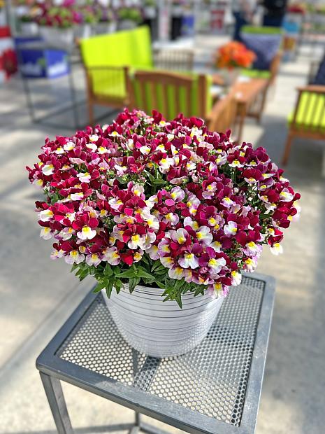 NEMESIA Escential 'Cherryberry' (syn. N. hybrida 'Penw1017'), Nemesia Escential Series