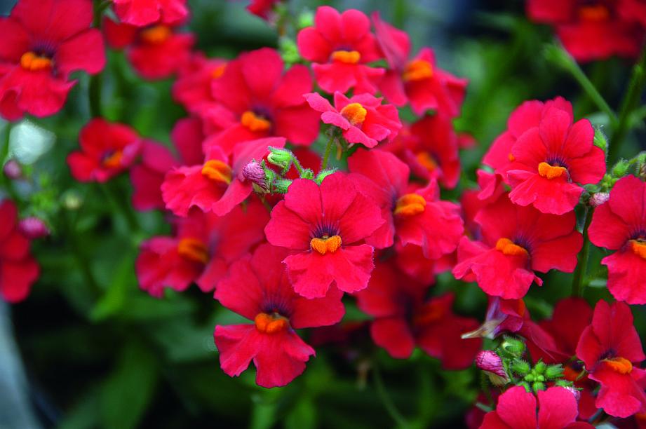 NEMESIA hybrid Babycakes 'Little Cherry', Babycakes Nemesia