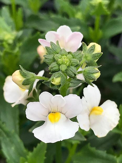 NEMESIA fruticans 'Karoo White', Karoo Series Nemesia