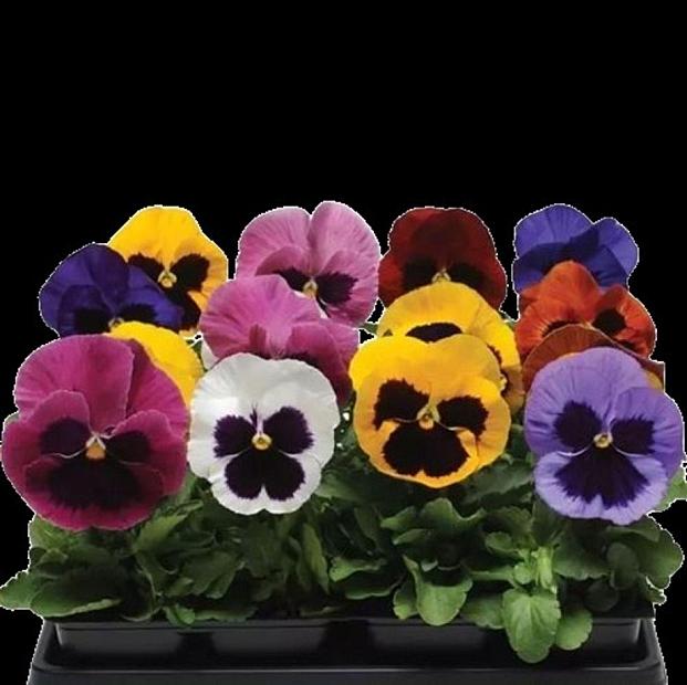 VIOLA x wittrockiana Matrix 'Blotch Mix' (Pansy), Matrix Pansy, Large-Flowered Pansy