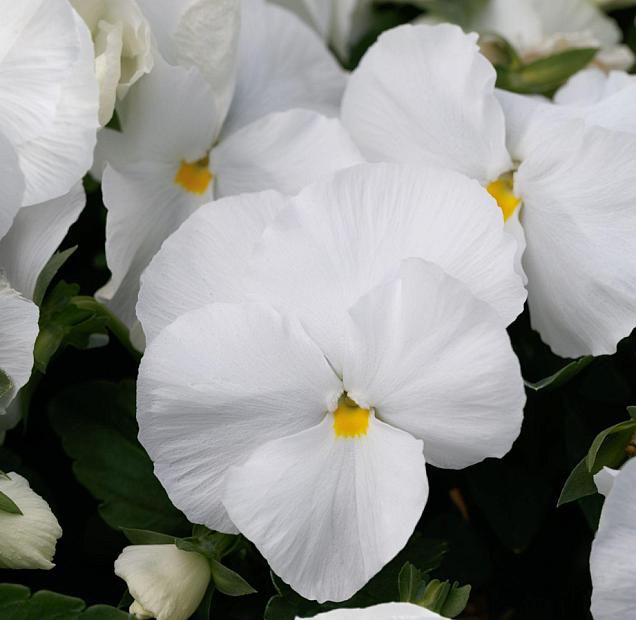 VIOLA x wittrockiana Majestic Giants II 'Clear White' (Pansy), Majestic Giant Pansy