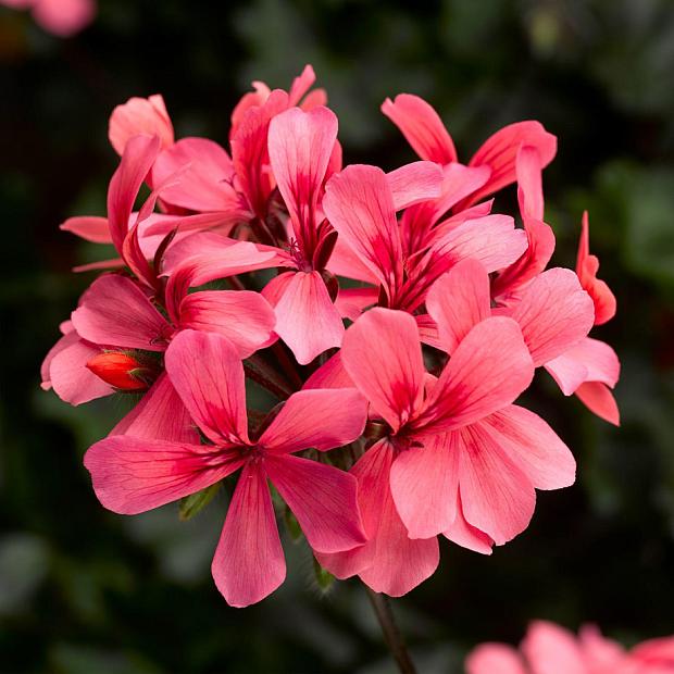 PELARGONIUM interspecific hybrid 'Caldera Salmon', Cross of Ivy and Zonal Geranium