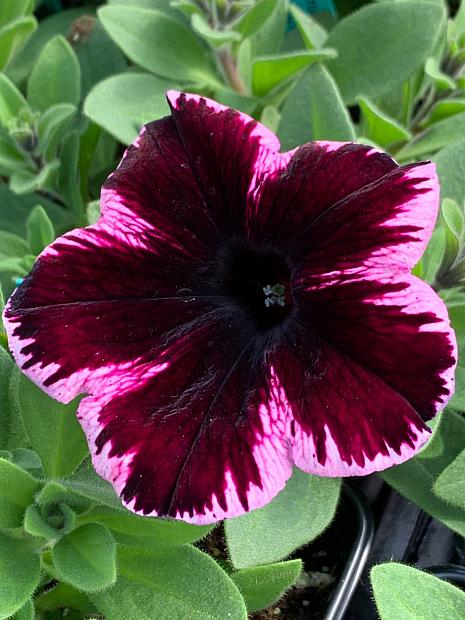 PETUNIA Crazytunia 'Cosmic Pink', Crazytunia Series Petunia