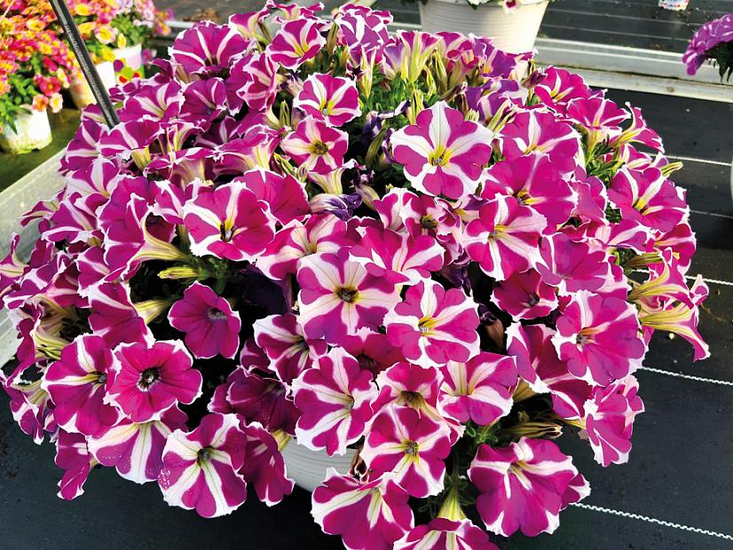 PETUNIA hybrid BigDeal 'Hollywood Star', BigDeal Series Petunia