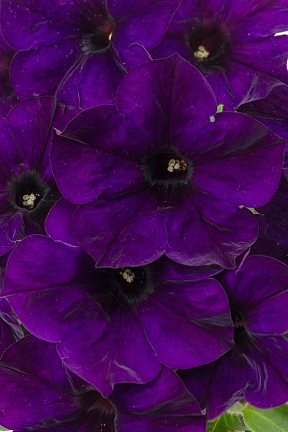 PETUNIA Crazytunia 'Night Watch', Crazytunia Series Petunia