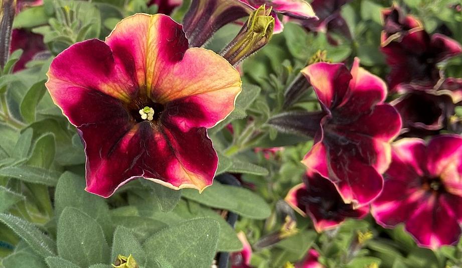 PETUNIA Crazytunia 'Tiki Torch', Crazytunia Series Petunia