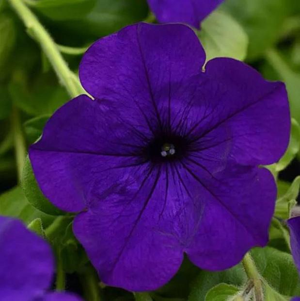 PETUNIA Main Stage 'Violet' (syn. 'Kleph17300'), Main Stage Series Petunia