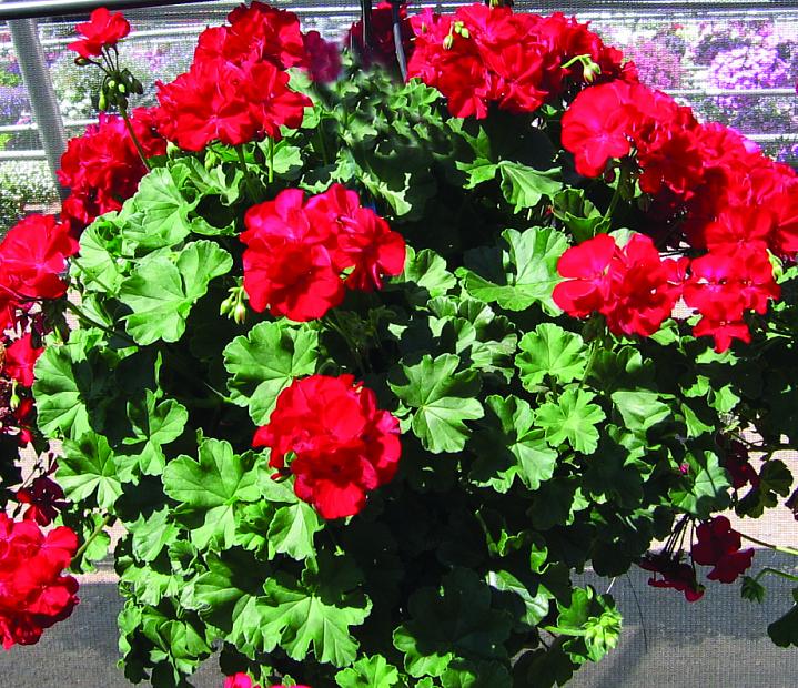 PELARGONIUM interspecific hybrid 'Calliope Large Dark Red', Cross of Ivy and Zonal Geranium