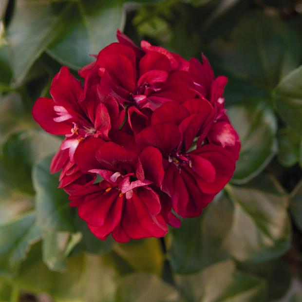 PELARGONIUM peltatum Great Balls of Fire 'Merlot', Ivy Geranium