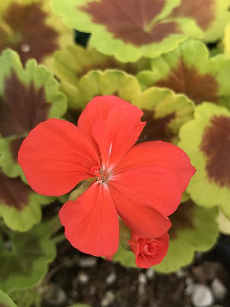 PELARGONIUM x hortorum 'Occold Shield', Type: Fancy Leaf Zonal Geranium