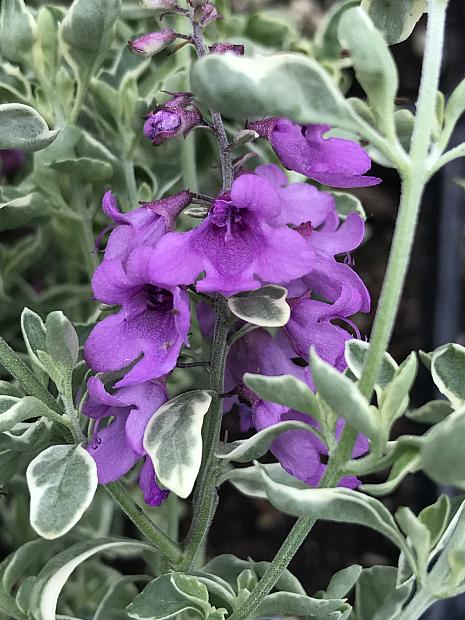 PROSTANTHERA ovalifolia 'Variegata', Australian or Variegated Mint Bush