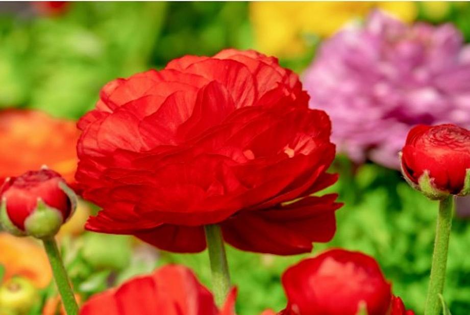 RANUNCULUS asiaticus 'Tecolote Red', Persian Buttercups