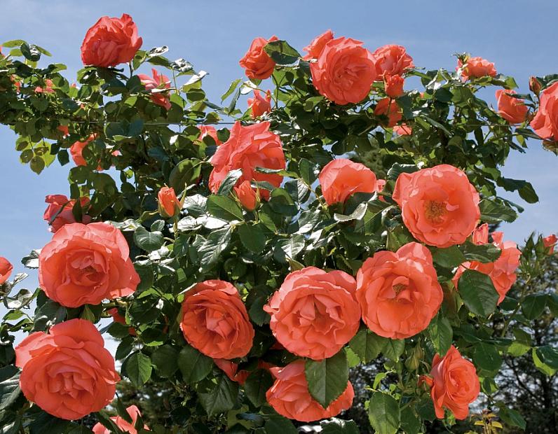 ROSA 'Marmalade Skies' (='Meimonblan', 'Tangerine Dream'), Floribunda