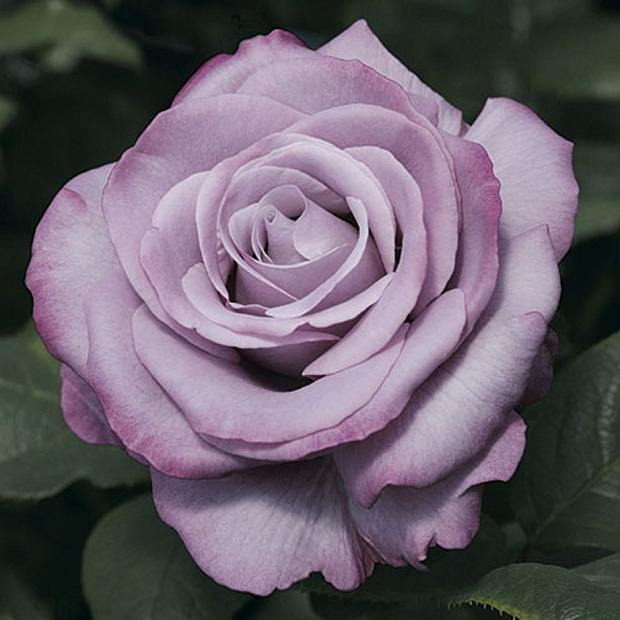 ROSA 'Neptune' (= 'Wekhilpurnil'), Hybrid Tea