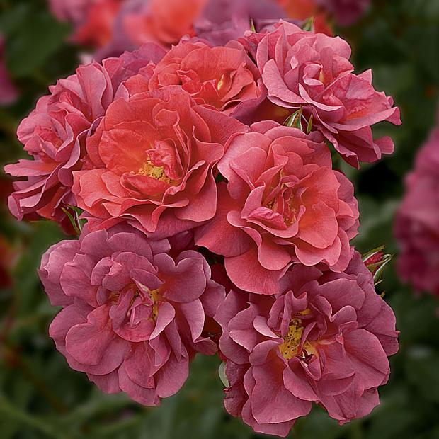 ROSA 'Cinco de Mayo' (=WEKcobeju) (own root), Floribunda