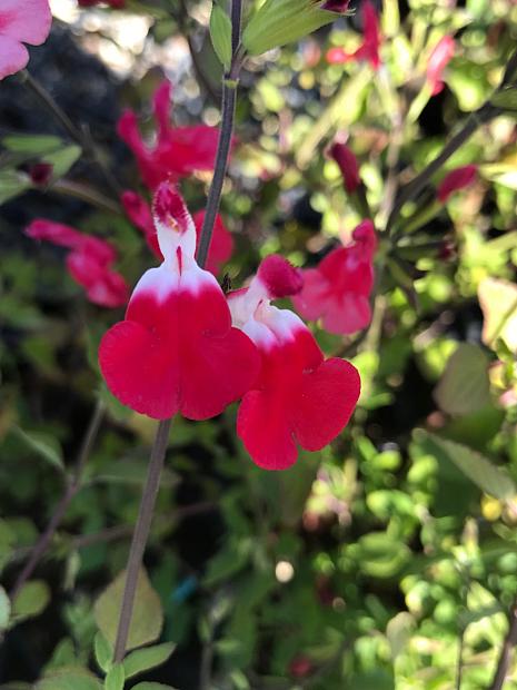 SALVIA microphylla 'Hot Lips', Cherry Sage, Baby Sage, Little Leaf Sage