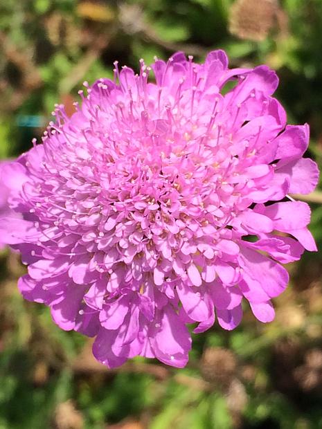 SCABIOSA columbaria 'Pink Mist', Pincushion Flower