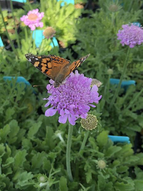 SCABIOSA columbaria 'Pink Mist', Pincushion Flower