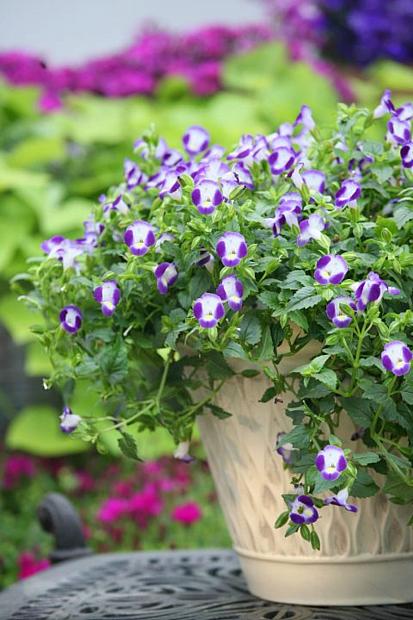 TORENIA fournieri Summer Wave 'Bouquet Blue', Wishbone Flower