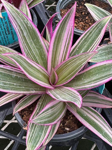 TRADESCANTIA spacthacea 'Tricolor' (syn. SETCREASEA), Moses-in-the-Cradle/Basket, Boat Lily, Rainbow/Oyster Plant