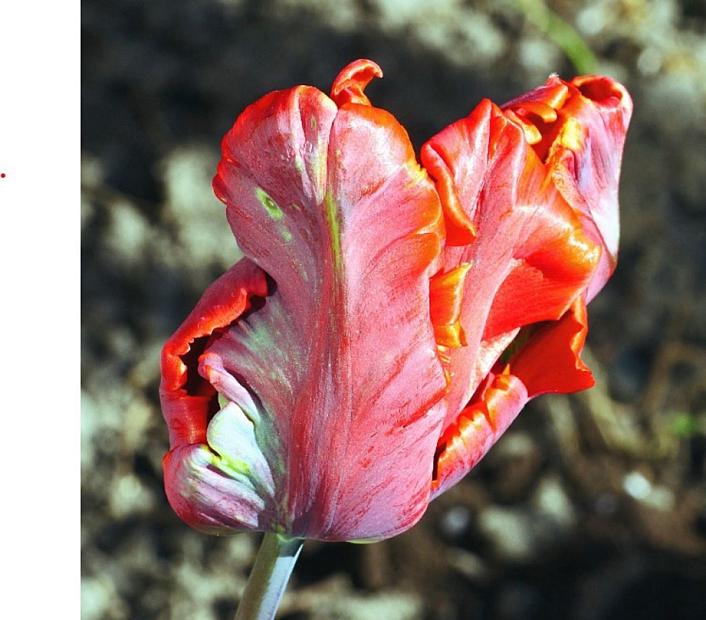 TULIPA 'Avignon Parrot', Parrot Tulip