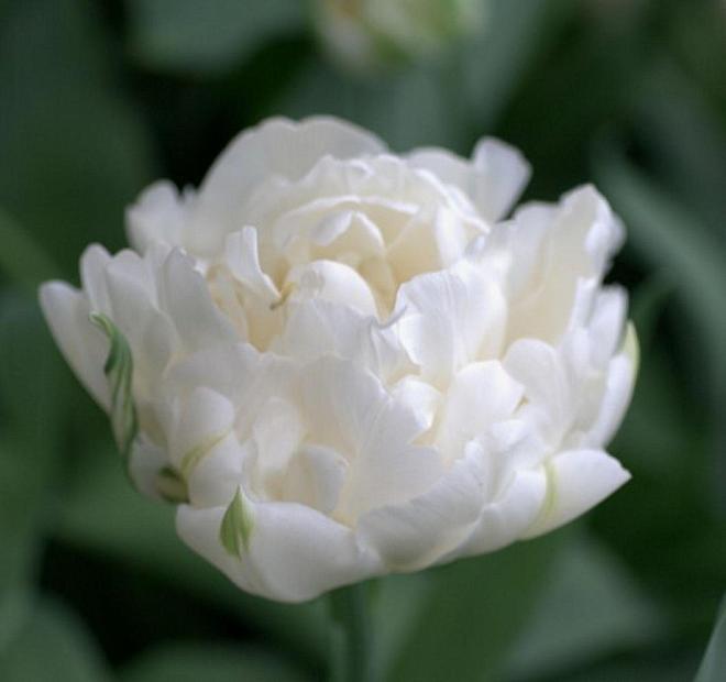 TULIPA 'Mondial', Tulip, Peony Tulip, Double Tulip