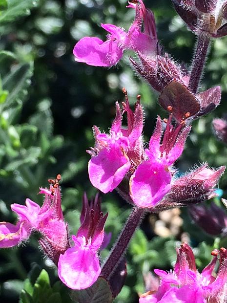 TEUCRIUM chamaedrys, Wall Germander