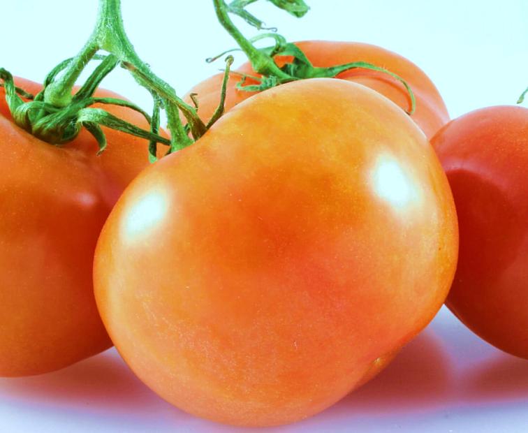 TOMATO 'Jaune Flamme', Organic Heirloom Tomato