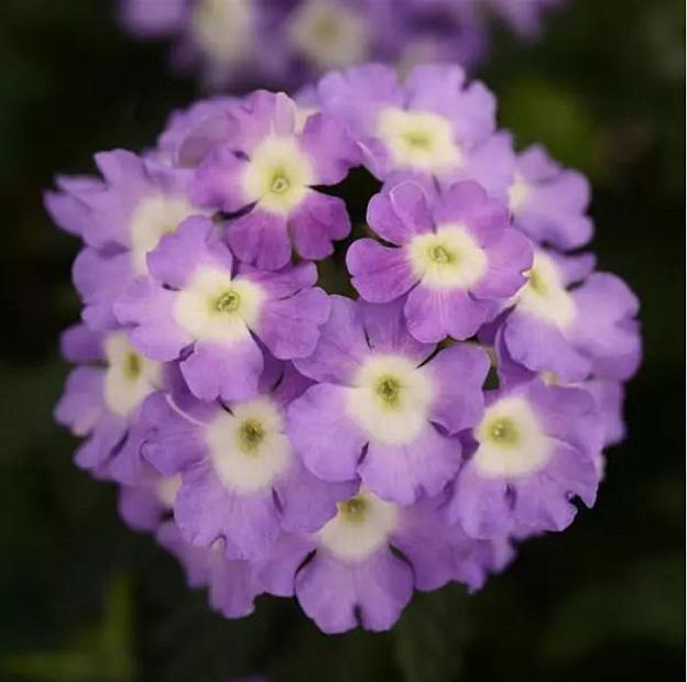 VERBENA Blues 'Lavender + Eye' (syn. 'Klevp12431'), Vervain, Verbena Blues Series