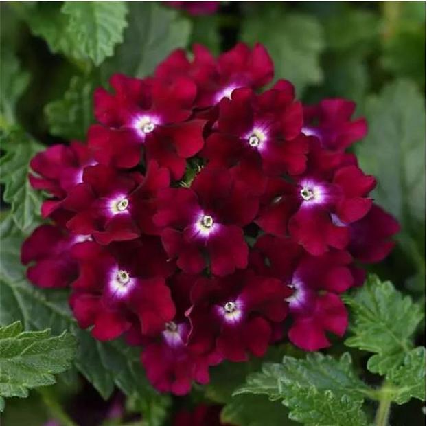 VERBENA Lascar 'Purple' (syn. 'Klevp18004'), Vervain, Verbena Lascar Series