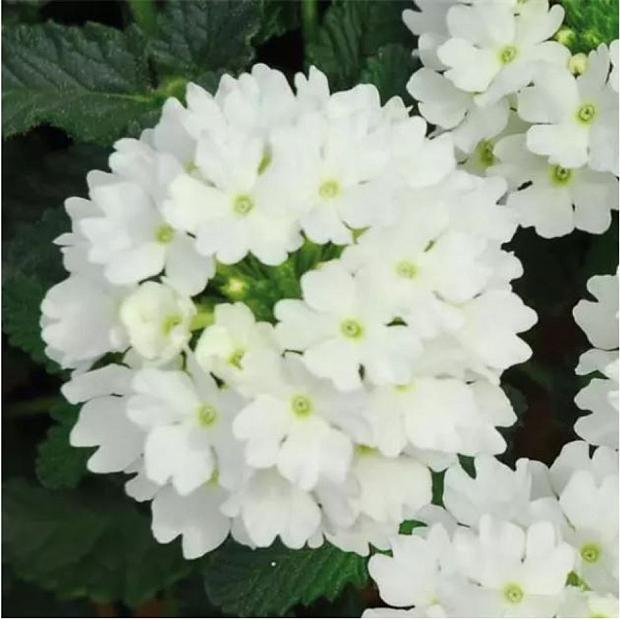 VERBENA Lascar 'White' (syn. 'Klevp12434'), Vervain, Verbena Lascar Series