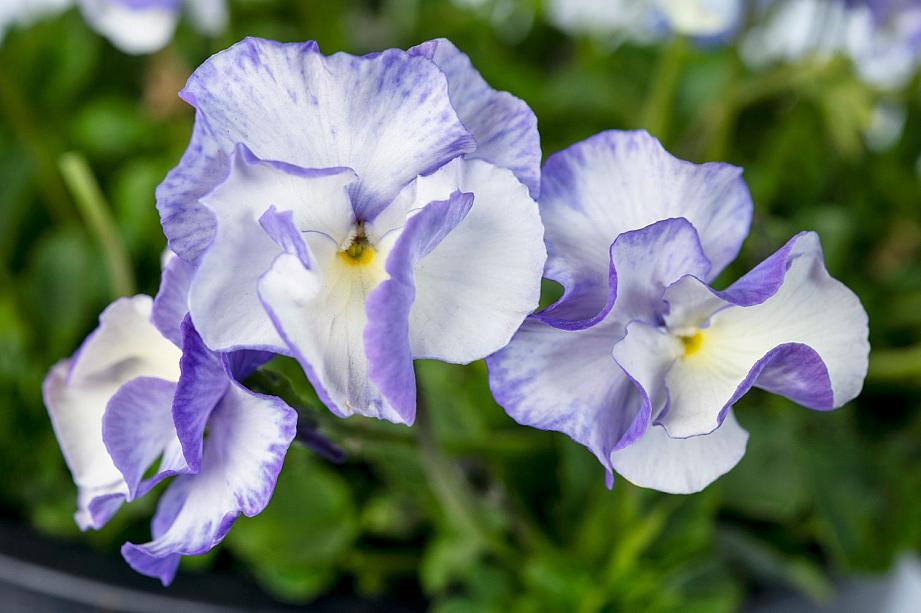 VIOLA x hybrida Magnifi Scent 'Delft Blue', Viola