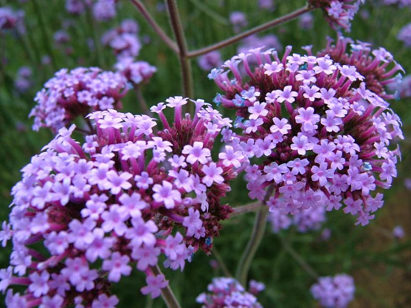 VERBENA bonariensis (syn. V. patagonica), Vervain