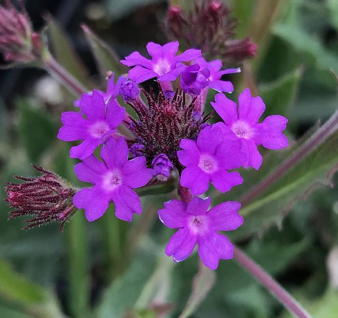 VERBENA rigida (syn. V. venosa), Vervain, Tuber Verbena