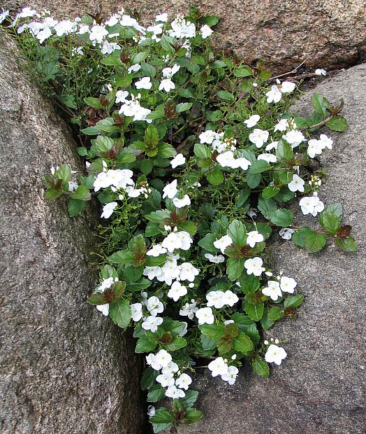 VERONICA 'Whitewater', Speedwell