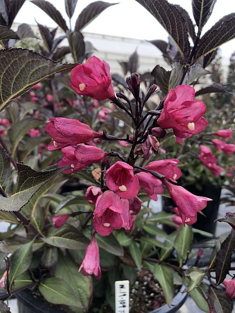 WEIGELA x hybrida Prism 'Midnight' (syn. 'Wg19-104'), Weigela