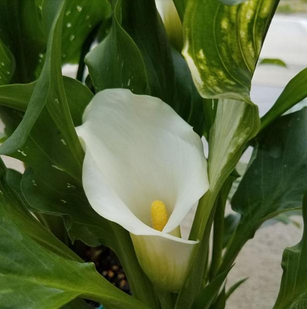 ZANTEDESCHIA 'Snow Storm' (Calla Lily), Calla Lily