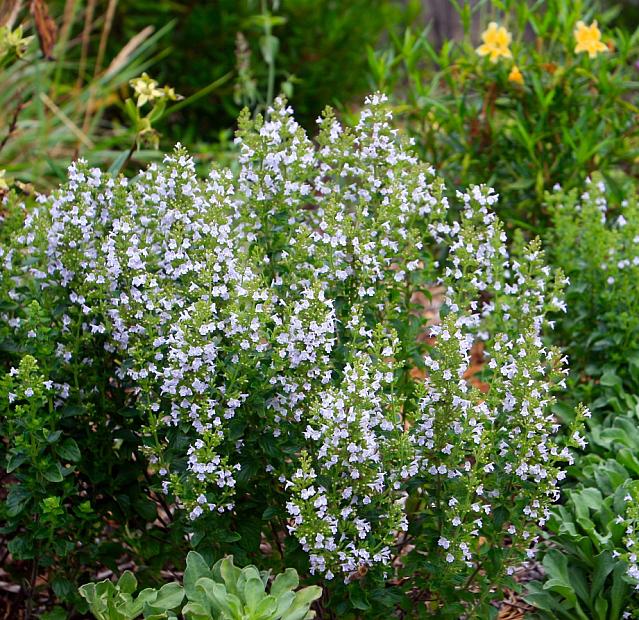 CALAMINTHA nepeta, Calamint