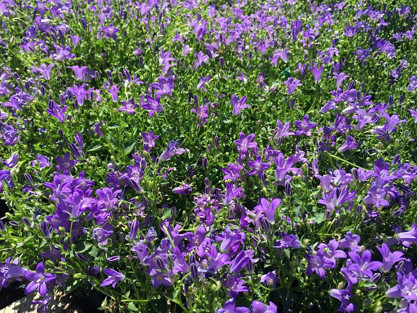 CAMPANULA 'Birch Hybrid', Dwarf Bellflower, Birch's Bellflower