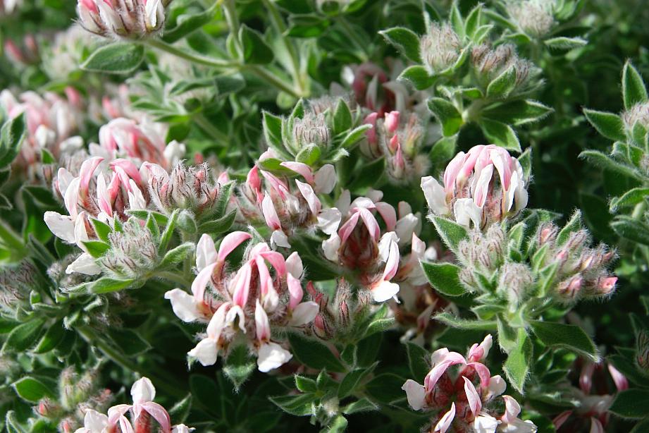 DORYCNIUM hirsutum, Hairy Canary Clover