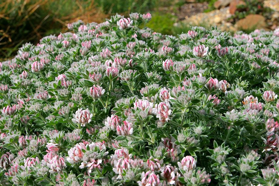 DORYCNIUM hirsutum, Hairy Canary Clover