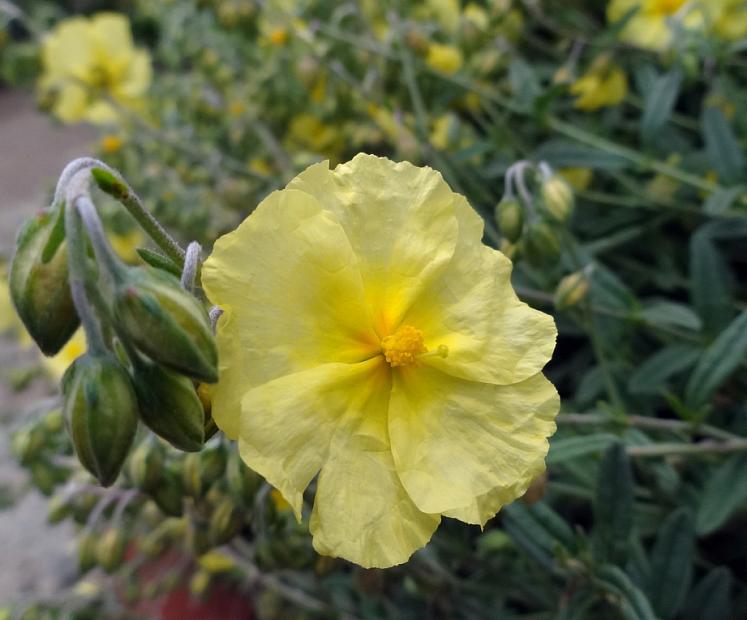 HELIANTHEMUM nummularium 'Wisley Primrose', Sunrose