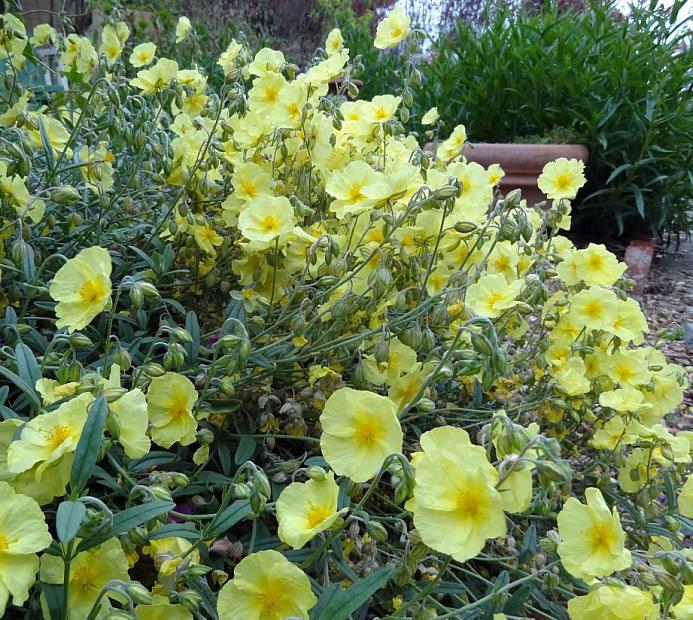 HELIANTHEMUM nummularium 'Wisley Primrose', Sunrose