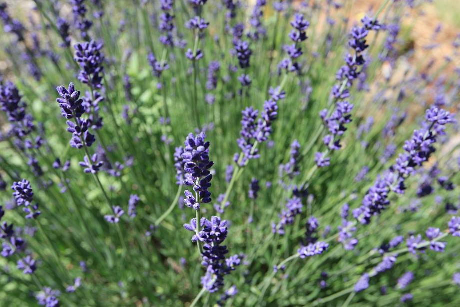 LAVANDULA angustifolia 'Hidcote', Hidcote Lavender