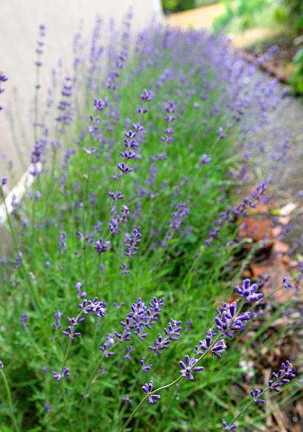 LAVANDULA angustifolia 'Hidcote', Hidcote Lavender